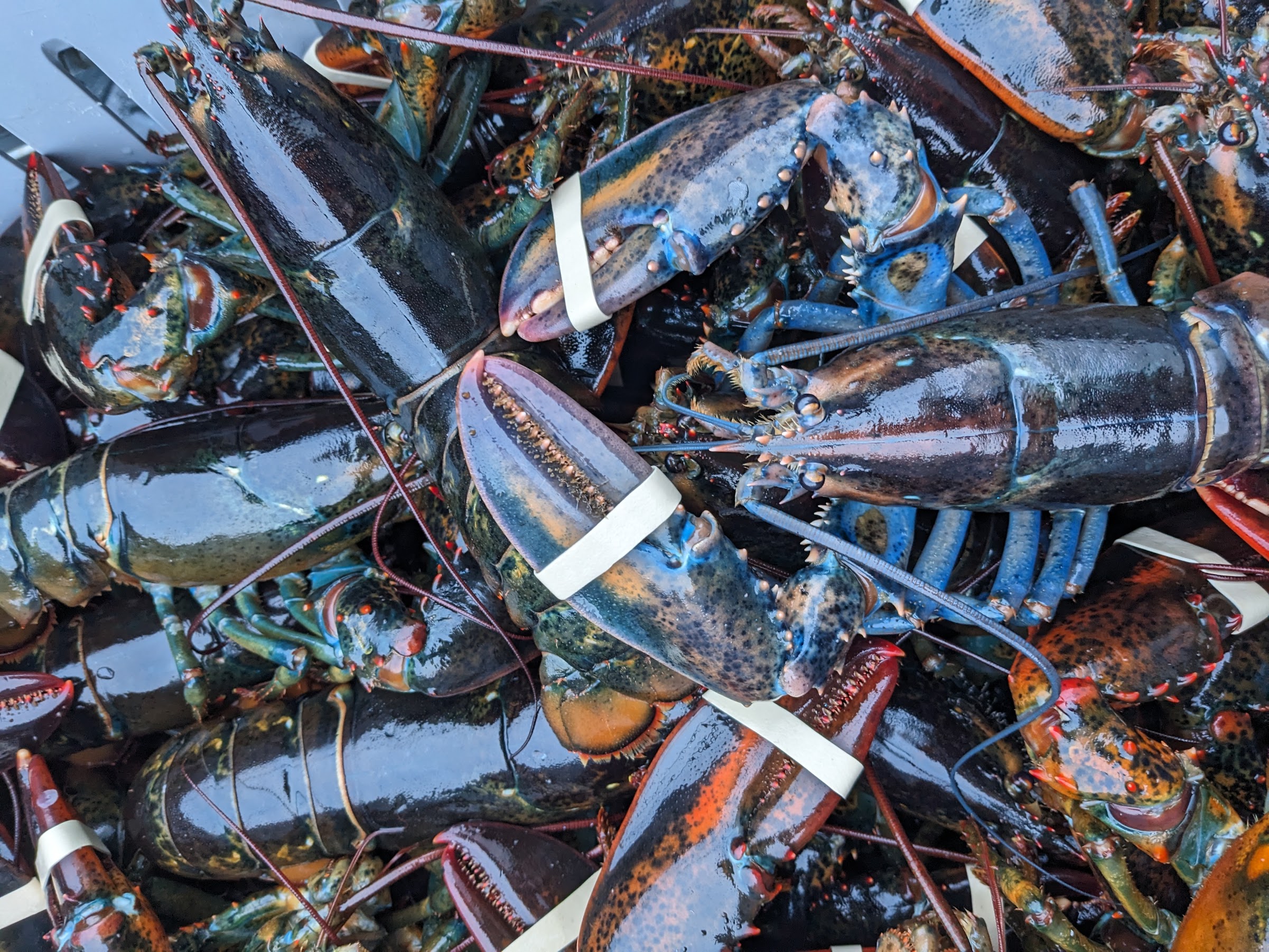 A full haul of live lobster on deck